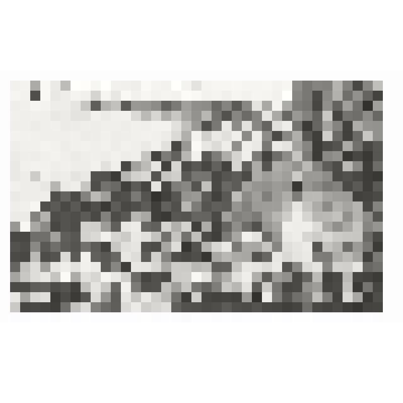 Открытка почтовая. Вид на лежбище морских котиков и птица Роппен на острове Кайхёто. Из комплекта: Коллекция японских открыток. /Карафутское почтовое управление