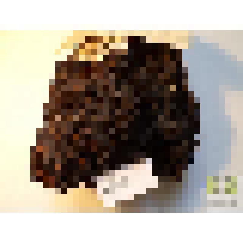 Гриб чага (Inonotus obbliguus Pil)