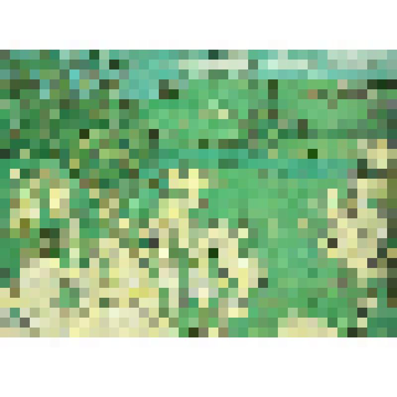 Картина. Белые цветы - белые облака