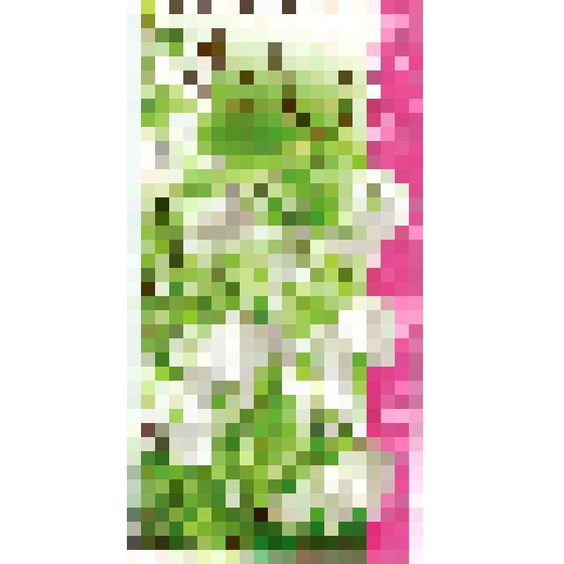 Открытка «8 марта» Шутовой Ливии Васильевне от Вали, кон. 2000-х гг