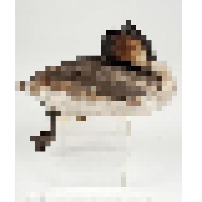 Чучело. Большая поганка. Podiceps cristatus (L.)