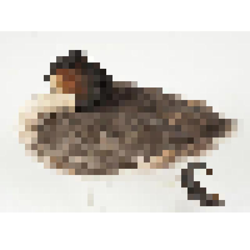 Чучело. Большая поганка. Podiceps cristatus (L.)