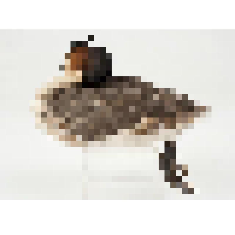 Чучело. Большая поганка. Podiceps cristatus (L.)