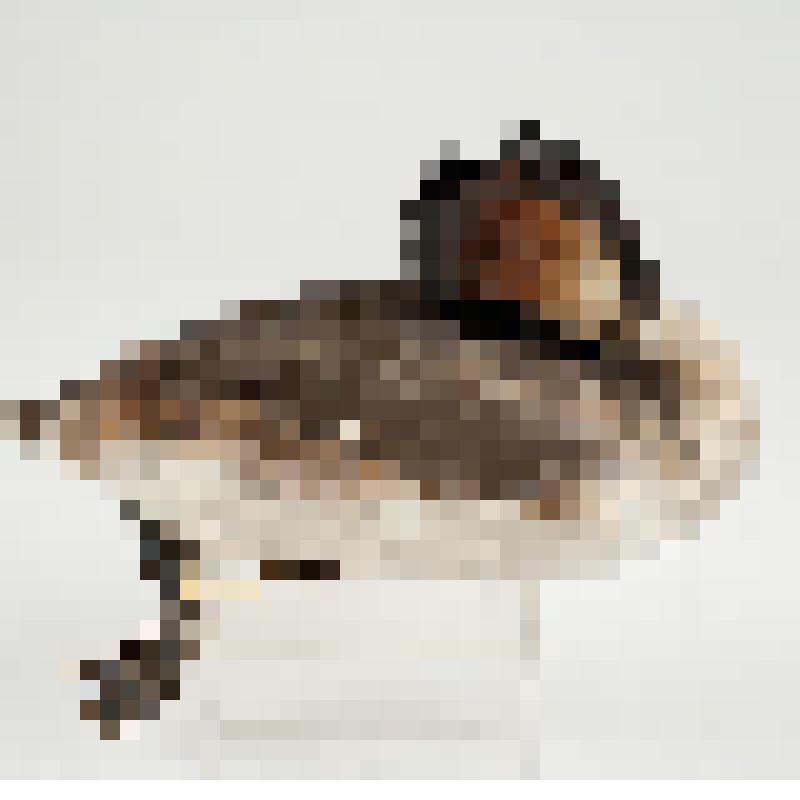 Чучело. Большая поганка. Podiceps cristatus (L.)