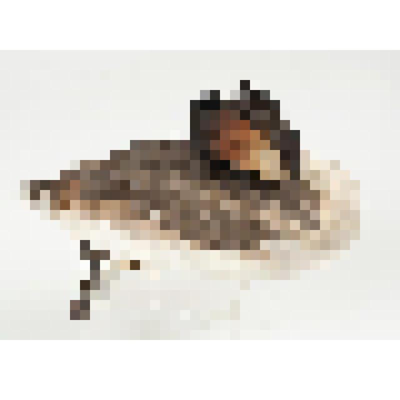 Чучело. Большая поганка. Podiceps cristatus (L.)