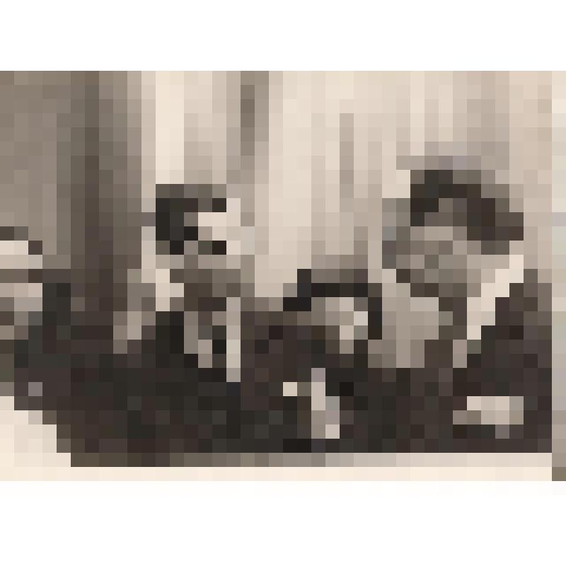 Фотография. Кассиль Л.А., Кассиль В.Л., Кассиль В.А., неизвестная