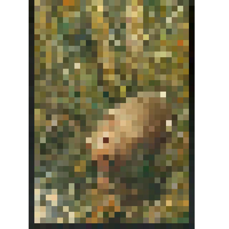 "Медведь на водопое", акварель