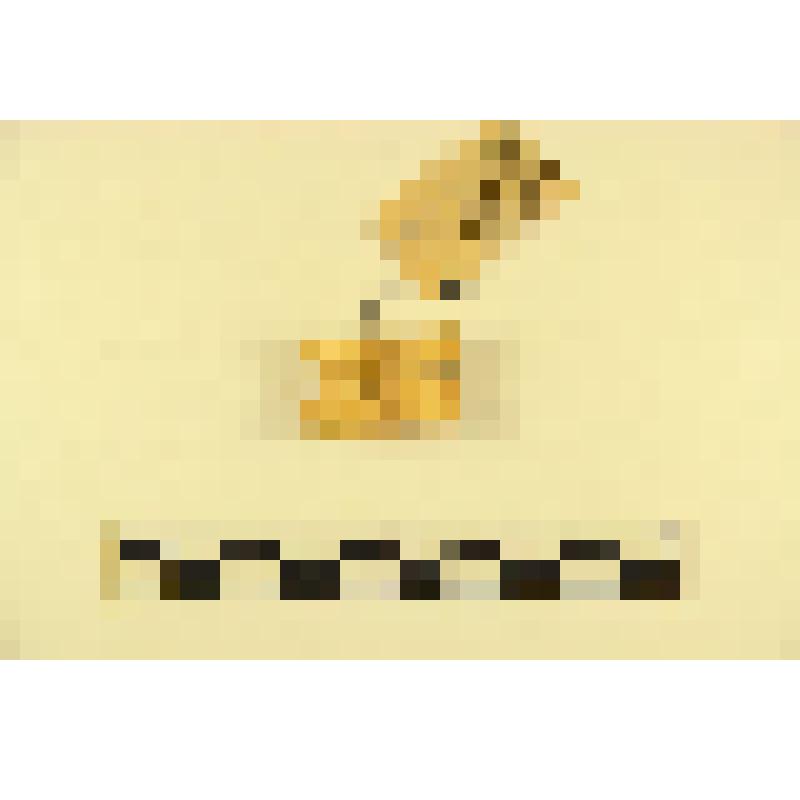 Астрогалы бараньи