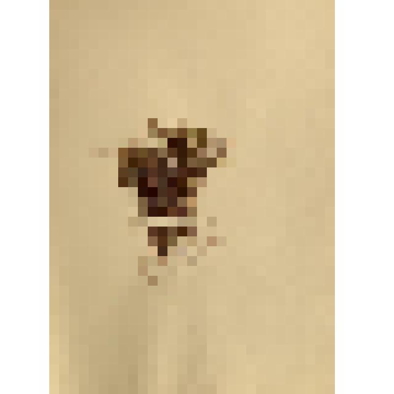 Гербарий. Политрих обыкновенный. Polytrichum commune