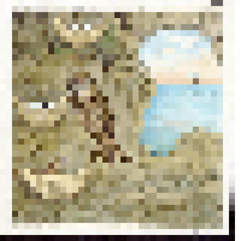 Серая салангана у гнезда с яйцами (с. 25)