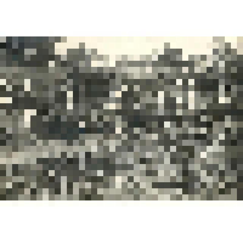 фотография. Чижиков Н.В. на опытном участке Сельскохозяйственного техникума