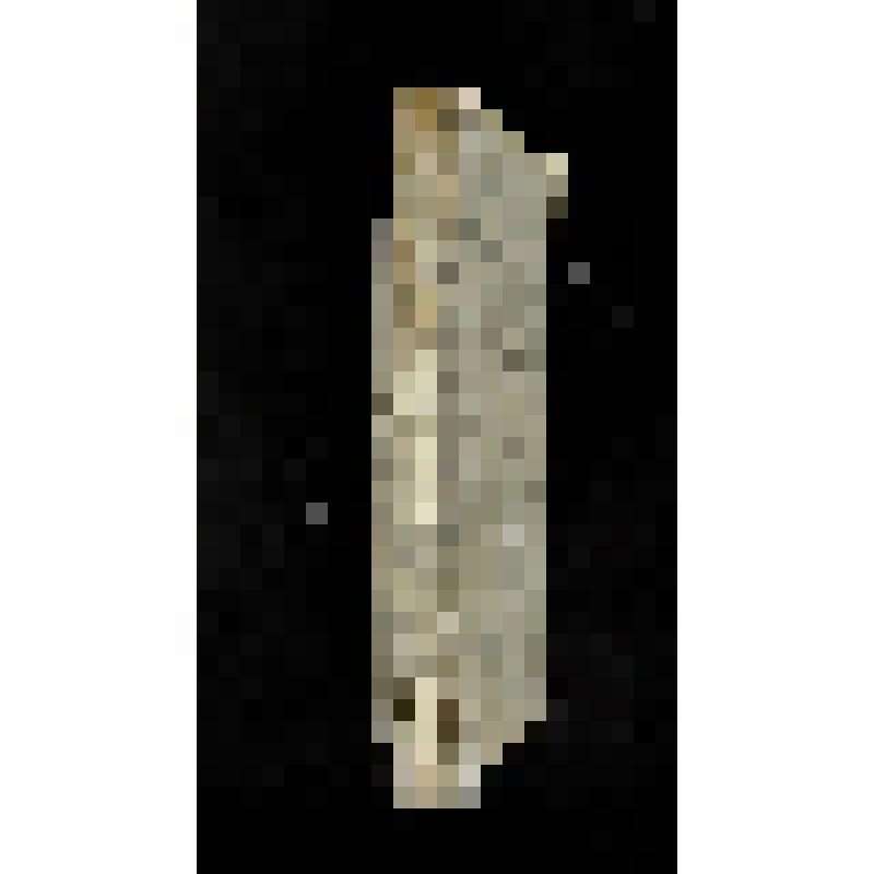 Журнал. Московский телеграф. Ч.XXIХ /Издаваемый Николаем Полевым.- М.: В типогр. А.Семена, при Имп. Медико-хирургической академии, 1829.- №17, сент.-