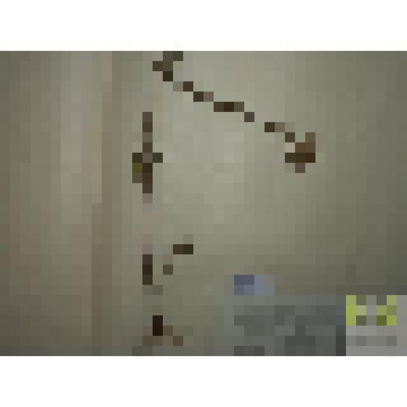 Крестовник Якова (Senecio Jacobaea L.)