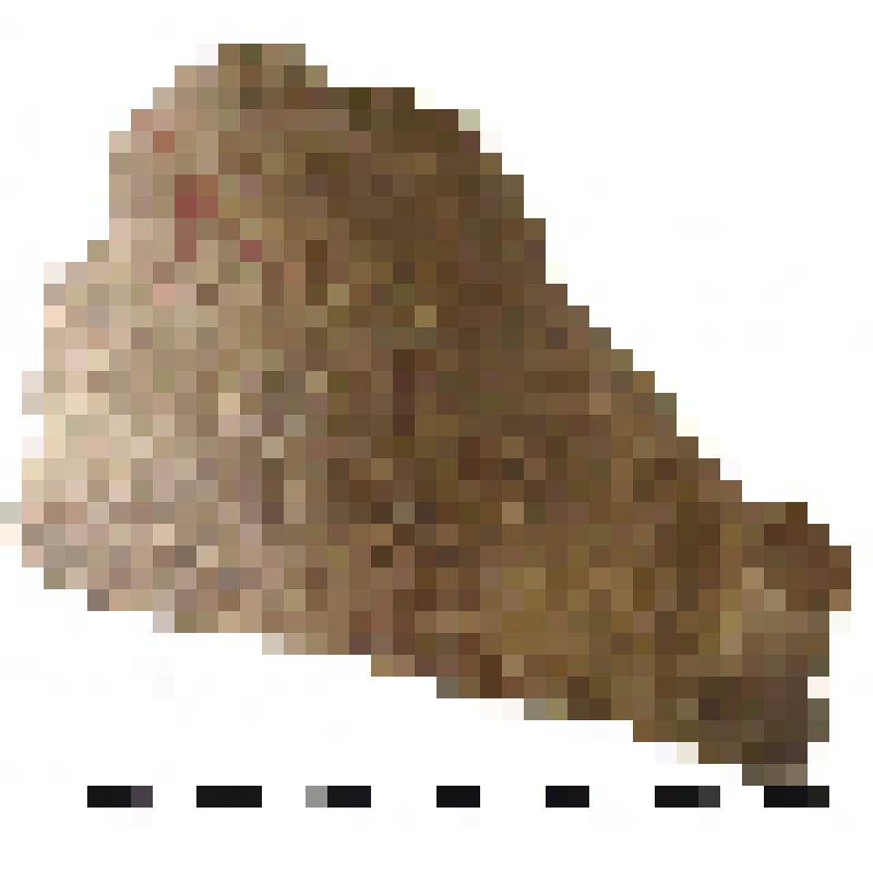 Фрагмент нижней части горла мфоры типа D с дипинто