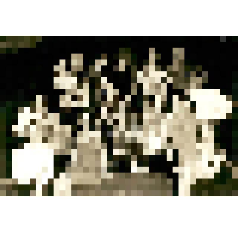 Фотография. Ермакова В.А., народная артистка СССР, профессор театрального факультета Саратовской консерватории, из коллекции материалов Ермаковой Валентины Александровны (1924-2003), народной артистки СССР, лауреата Государственной премии России и премии