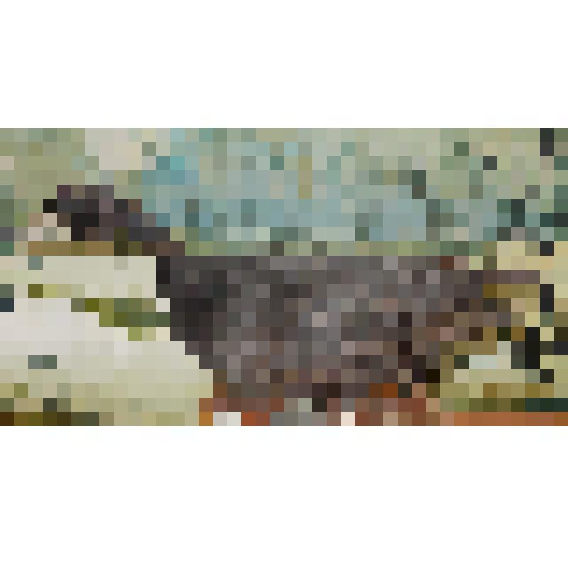 Чучело птицы "Синьга = черный турпан (лат. Melanitta nigra, Linnaeus, 1758)"