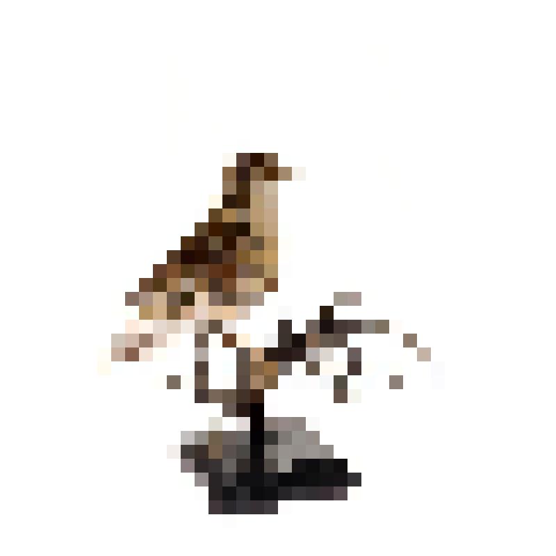 Чучело. Пестрый дрозд. Oreocincla dauna