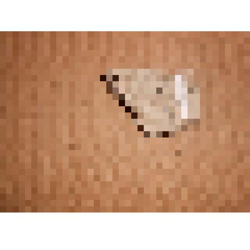 Фрагмент стенки гончарного сосуда