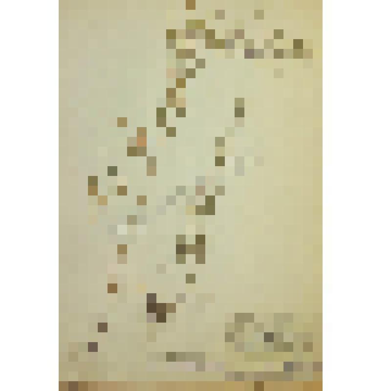 Сердечник недотрога Cardamine impatiens