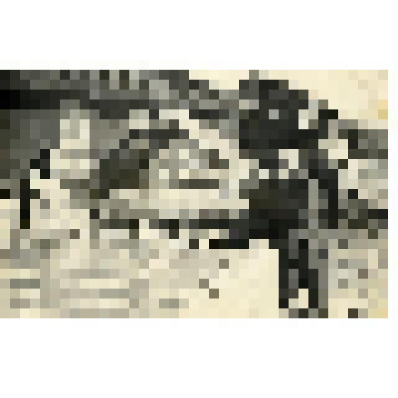 "Первый парник в Анадырской колхозных кадров". Фотография черно-белая