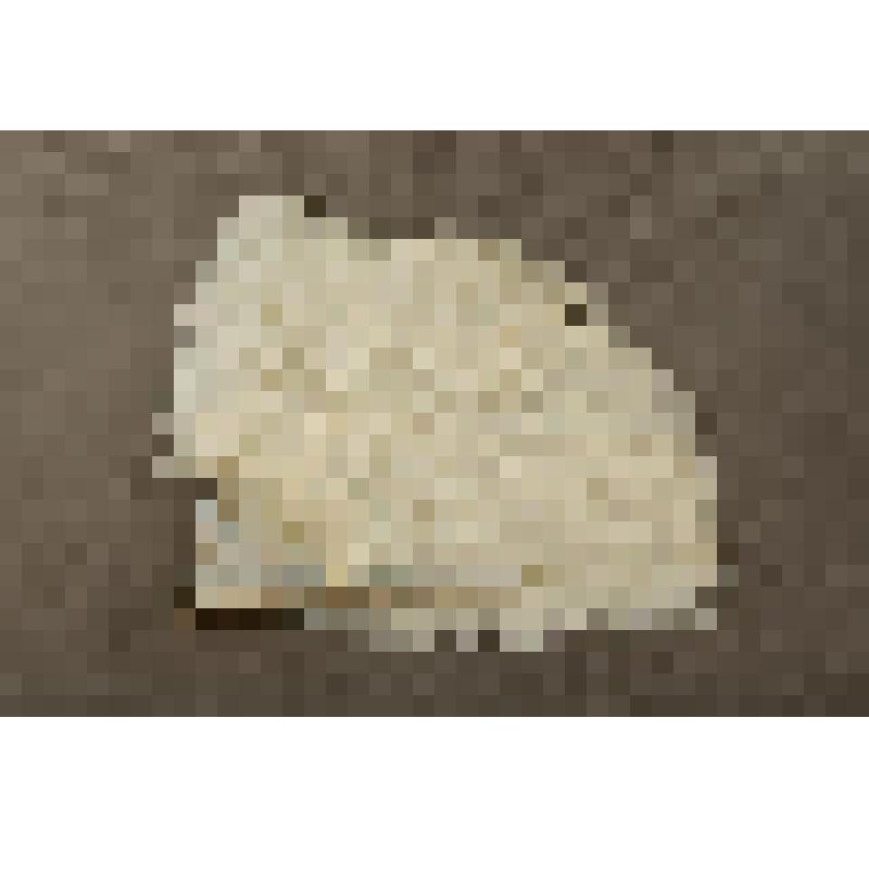 Веер из страусовых перьев. Принадлежал Петипа Марии Мариусовне