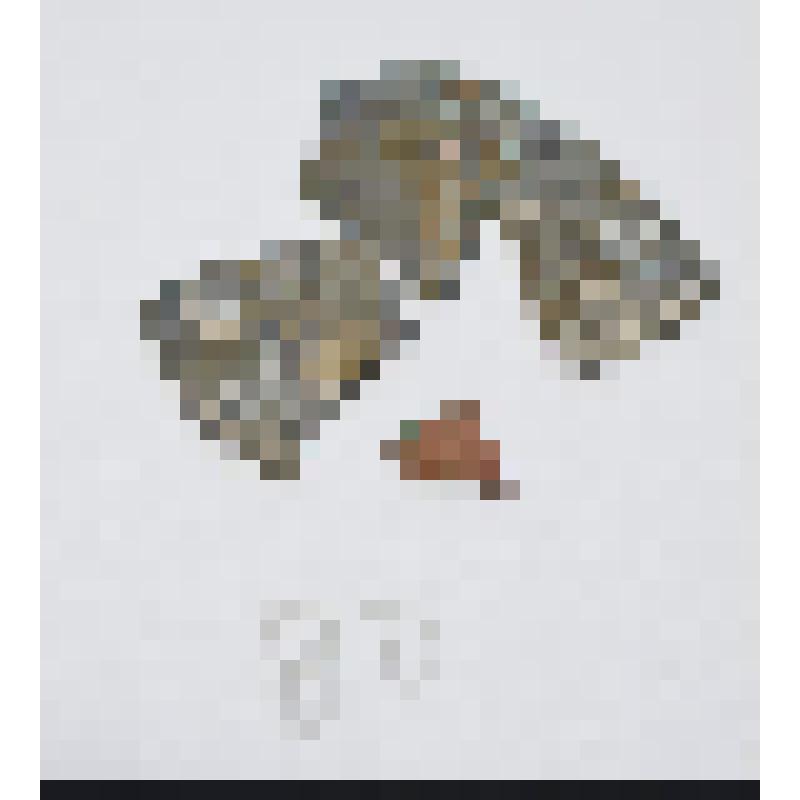 Монета. Монета (фрагмент). Дирхем. [Шамс ал-Мулк]. Караханиды