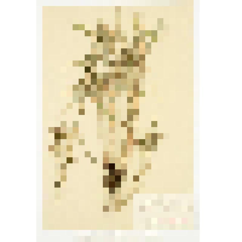 Гербарный экземпляр сосудистых растений. Соссюрея малоцветная