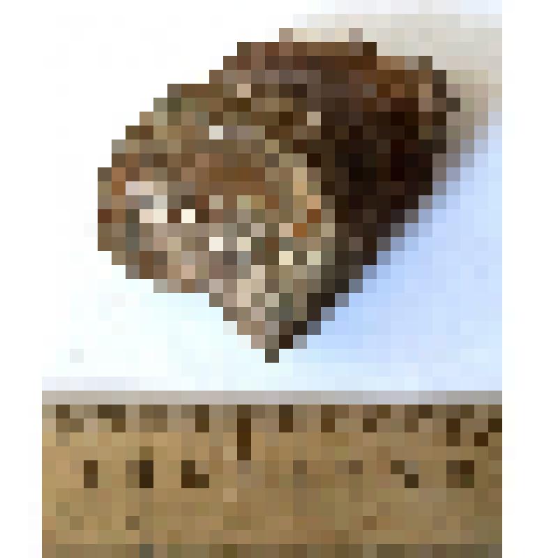 Обломок второй фаланги бокового пальца phalanx II dig II-IV кавказского эласмотерия Elasmotherium caucasicum