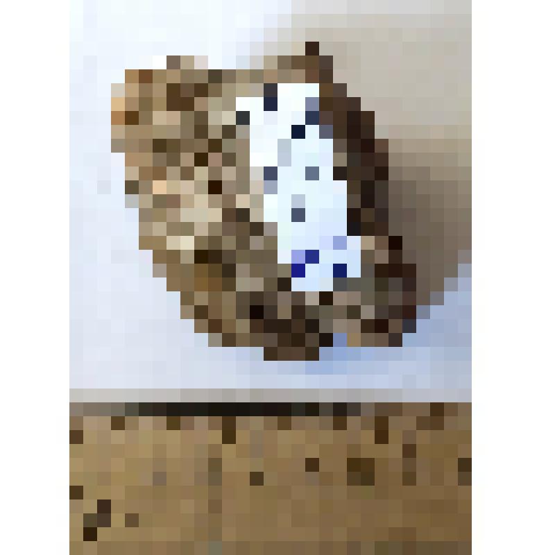 Обломок второй фаланги бокового пальца phalanx II dig II-IV кавказского эласмотерия Elasmotherium caucasicum