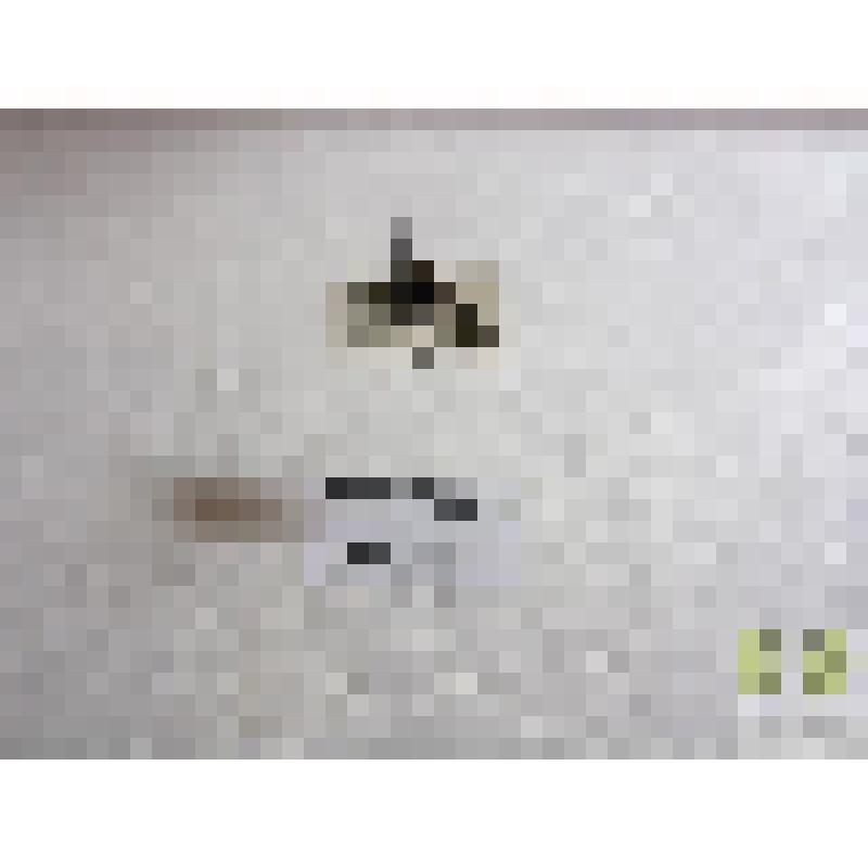 Лужник малый (Laccophilus minutus L.)