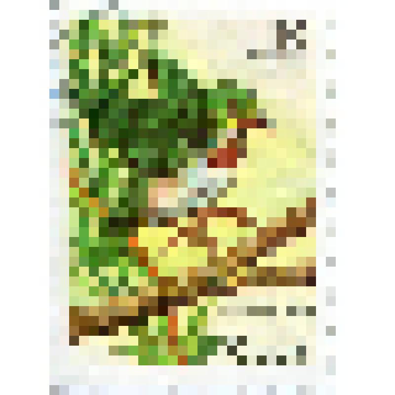 Марка почтовая. Птица тоди кубинский (Todus multicolor). Номинал 30 кубинских сентаво