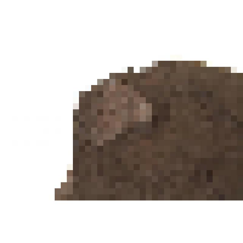 Беспозвоночные животные, двустворка (Invertebrate). Порода с окаменелостями