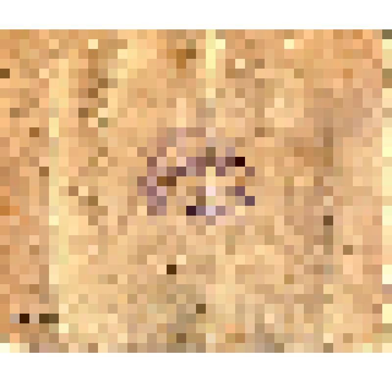 Фотография. Елисеев П.И. в группе сослуживцев