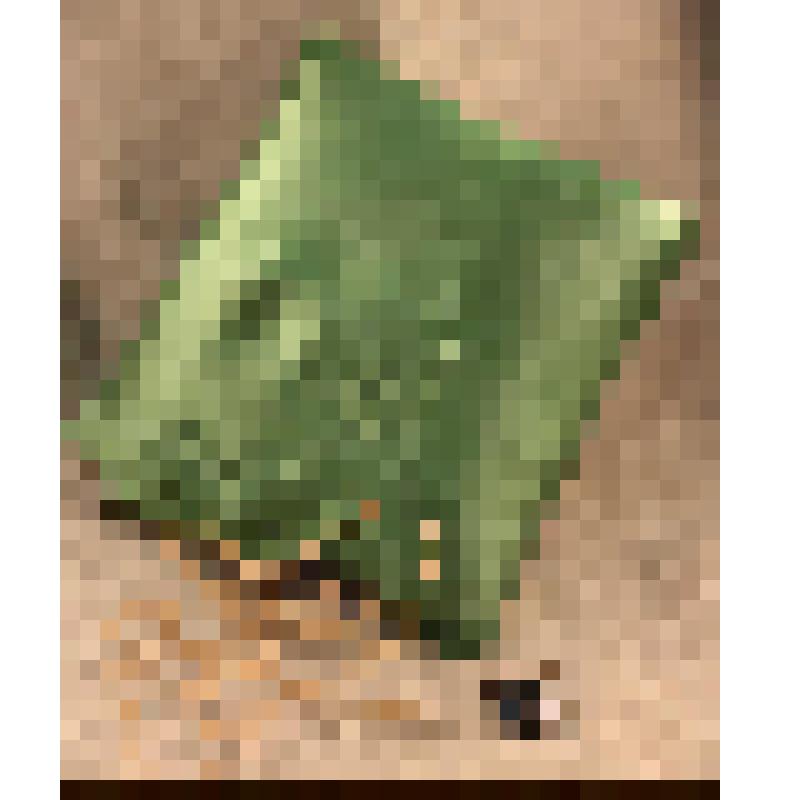 Радио-подушка, из коллекции бытовых вещей семьи Бугаенко Павла Андреевича, профессора филологического факультета Саратовского государственного университета