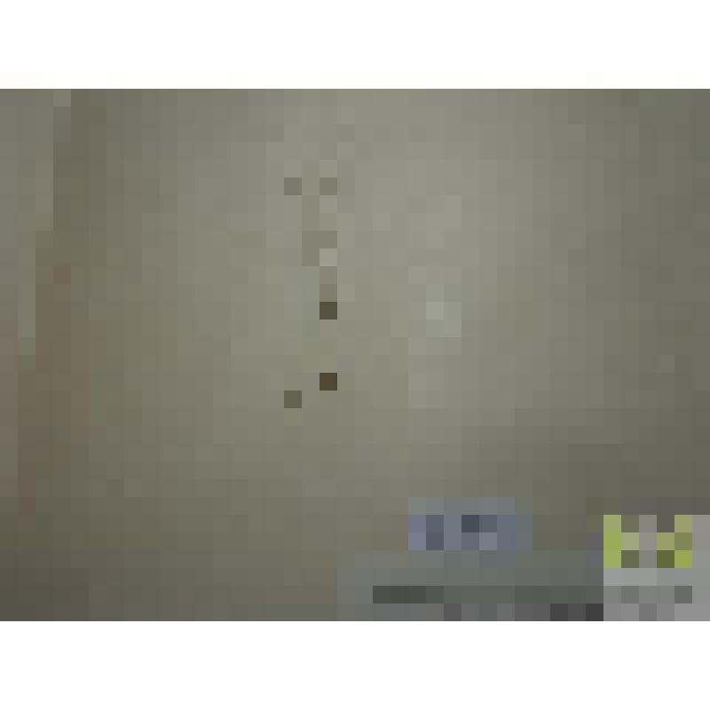 Качим постенный (Gypsophila muralis L.)