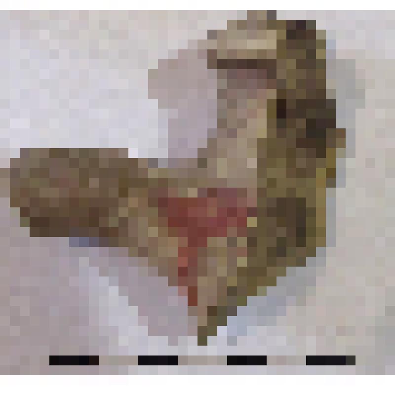 Фрагмент верхней части горла с частью ручки амфоры типа D с дипинто