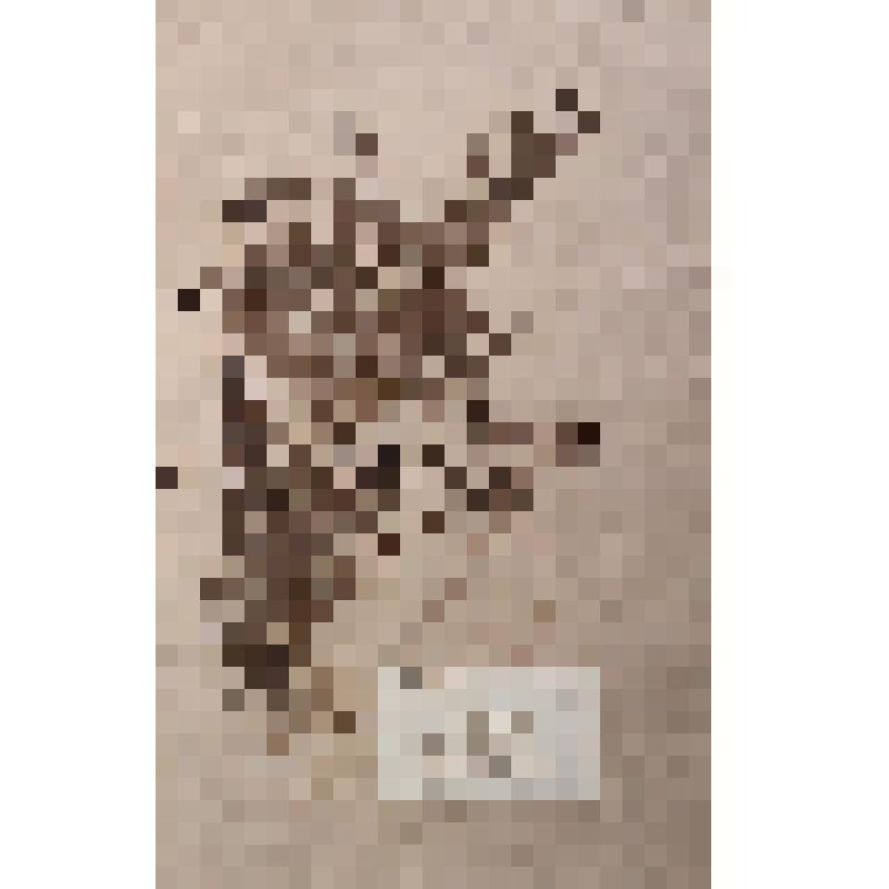 Гербарный лист. Марена татарская