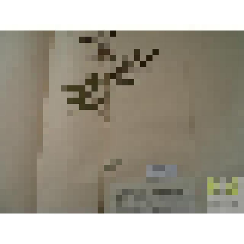 Сочевичник весенний (Orobus vernus L.)