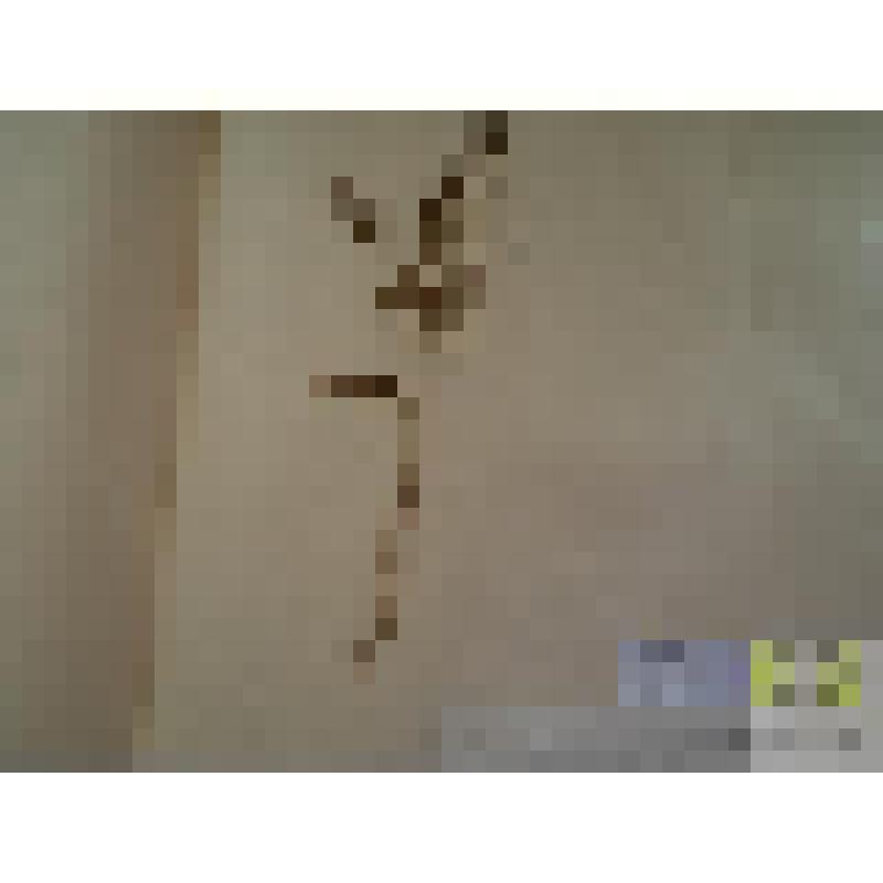 Ярутка полевая (Thlaspi arvense L.)