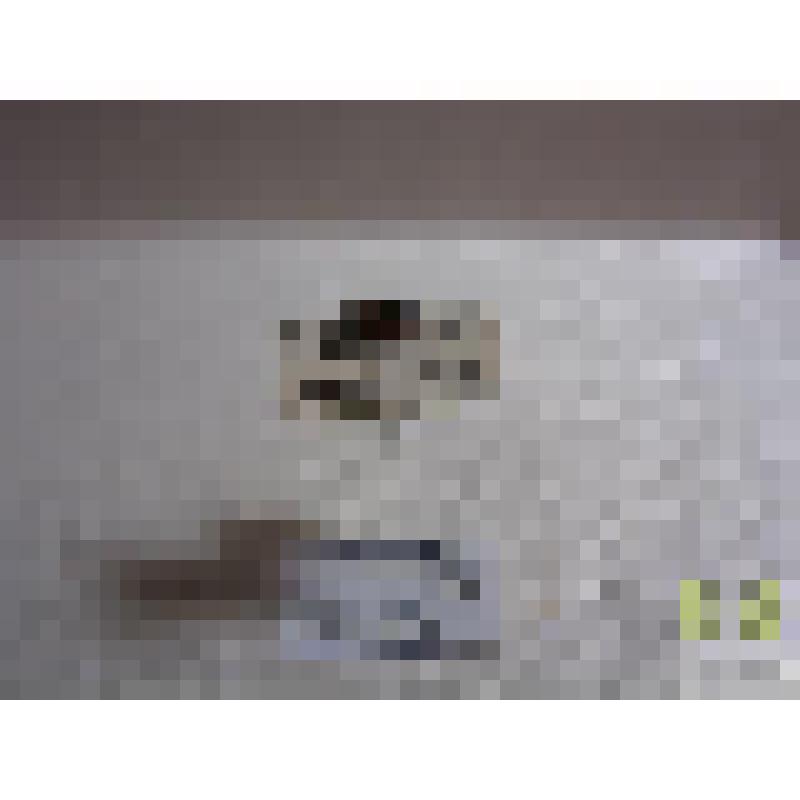 Быстряк желтокрылый  (Agonum dorsale Pont.)