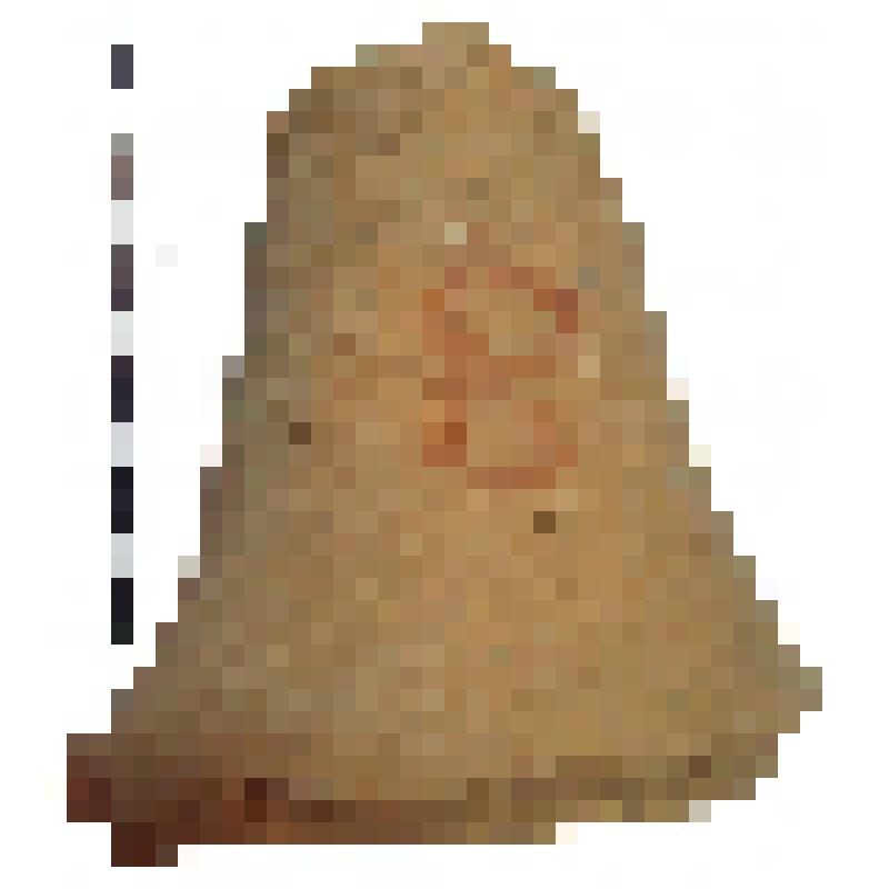 Нижняя часть горла амфоры типа D с дипинто