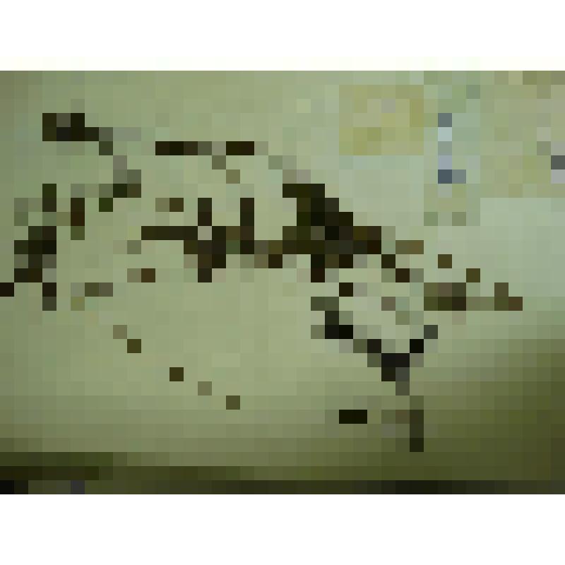 Гербарий. Сабельник болотный, гербария М.И.Губельмана