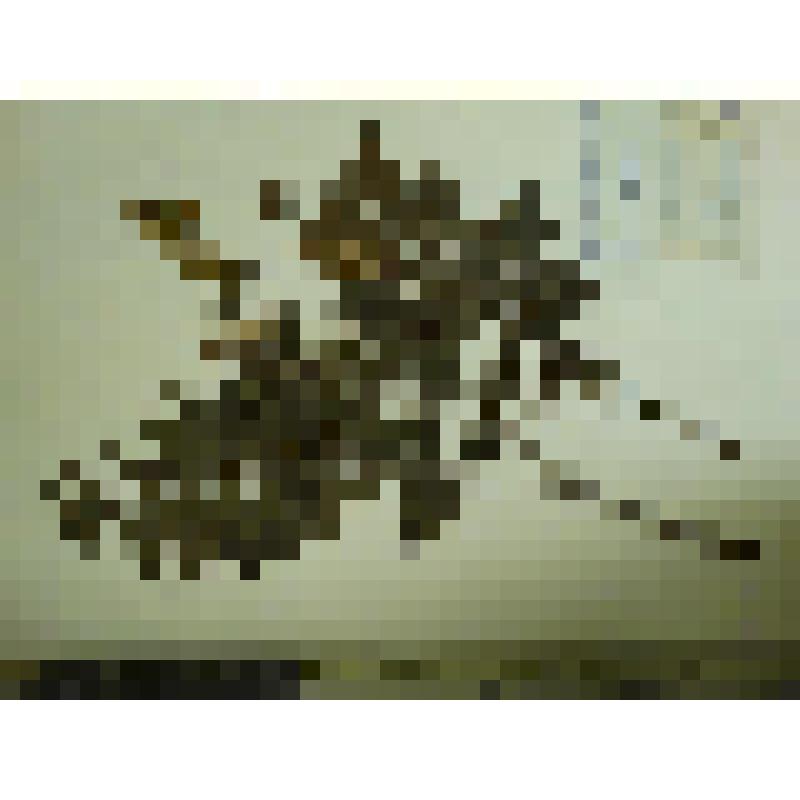 Гербарий. Малина сахалинская, гербария М.И.Губельмана