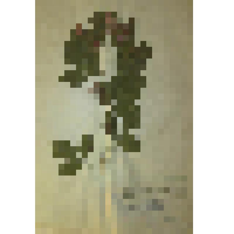 Леспедеца двухцветная Lespedeza bicolor