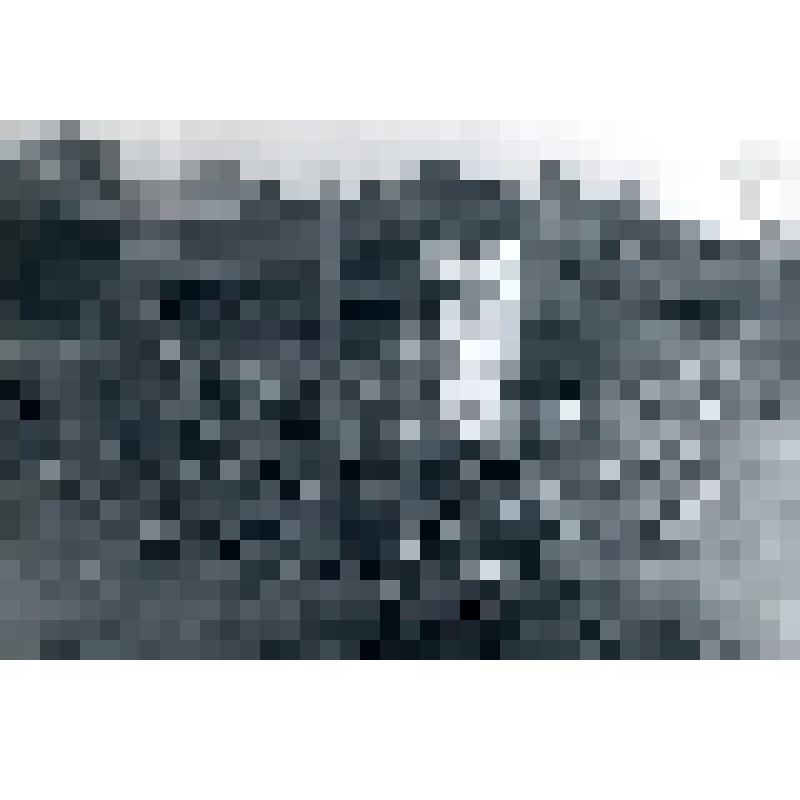 Фотография черно-белая. Сибирская стелющаяся яблоня. Из фотоальбома Л.И. Борисенко № 63 "Барнаул жизнь"