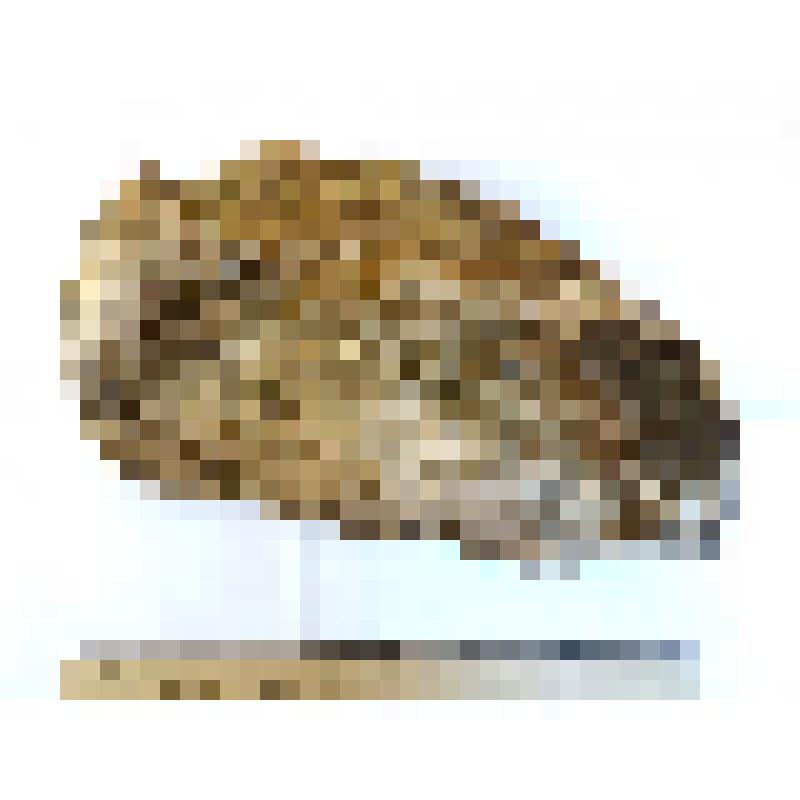 Обломок вентральной части лопаточной кости scapula таманского слона Archidiskodon meridionalis tamanensis