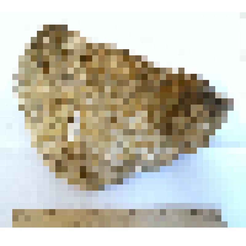 Обломок вентральной части лопаточной кости scapula таманского слона Archidiskodon meridionalis tamanensis