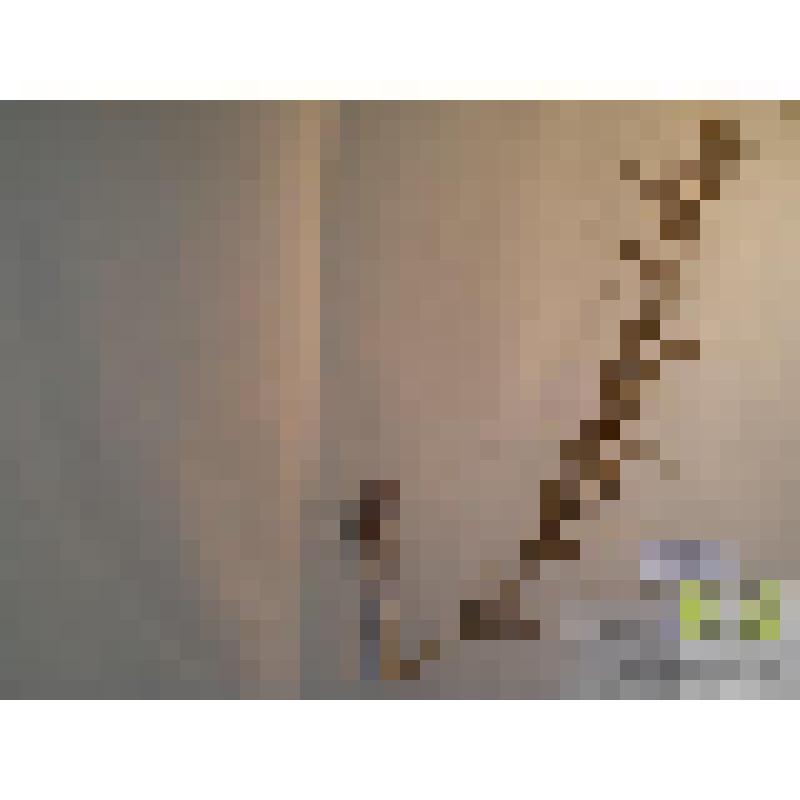 Молочай прутьевидный (Euphorbia virgata waldst. et. Kit.)