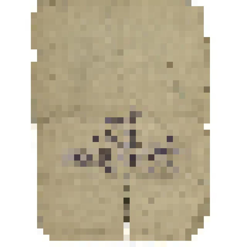 Письмо-треугольник. Рощина Георгия Владимировича матери и сестре