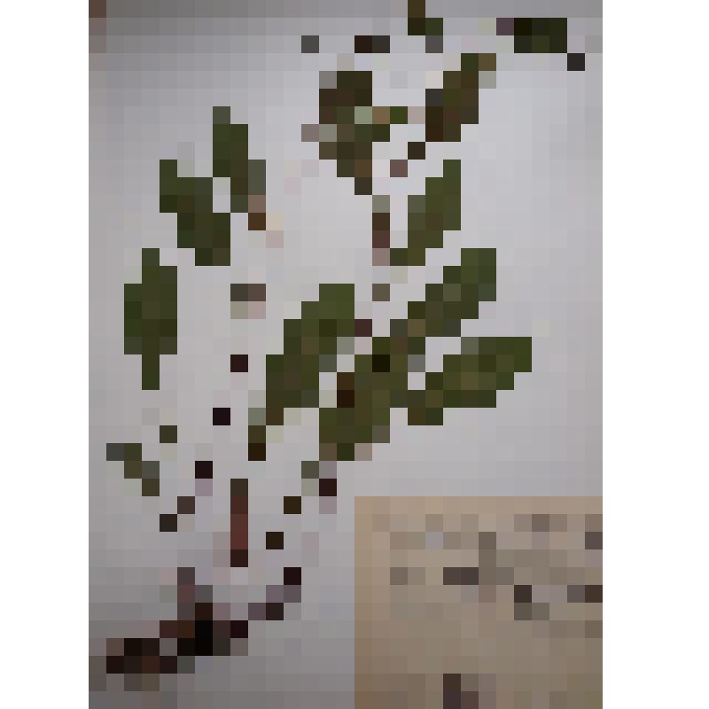 Золотая розга обыкновенная